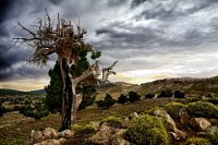 85 - COUP DE FOUDRE - ROUSSILLON CLAUDE - france <div